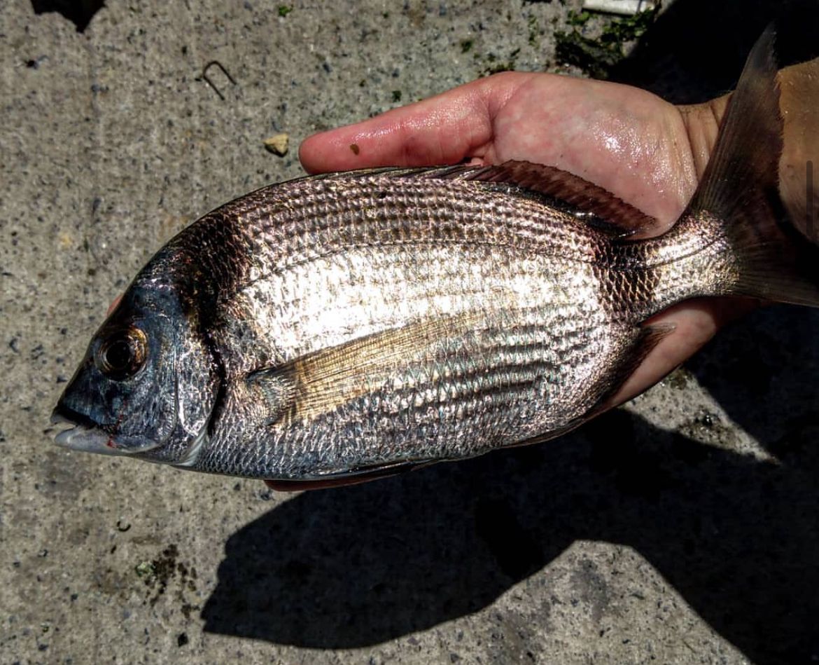 LRF ile yakalanan sargoz