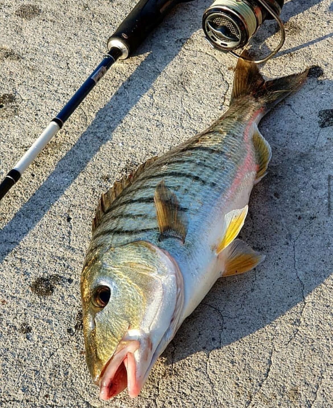 LRF ile yakalanan levrek