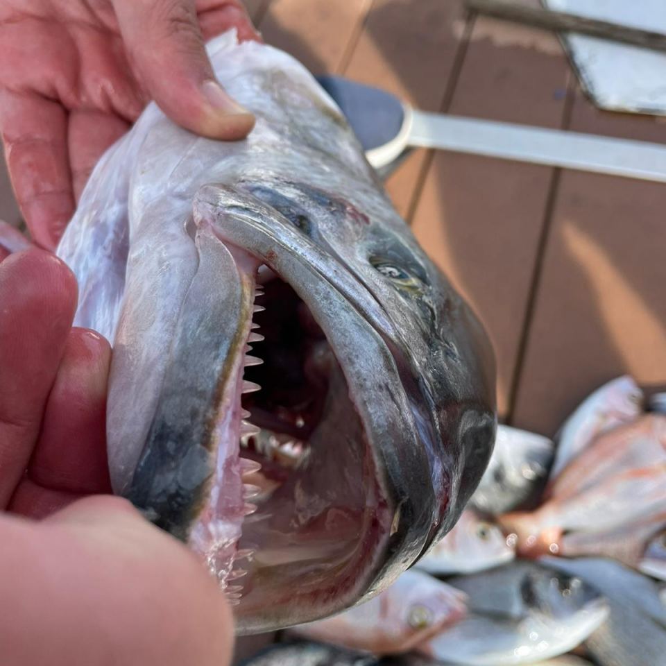 Lüfer – Kofana – Sırtıkara Canlı Yem Takımı | BKK Kancalı