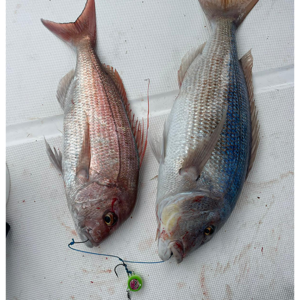 Hazır Tenya Takımı | Canlı Yem Uyumlu Profesyonel Set